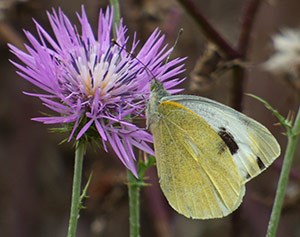 Canary Island Large White - Pieris cheiranthi © John Muddeman